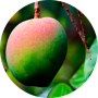 mango-modified