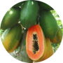 papaya-modified